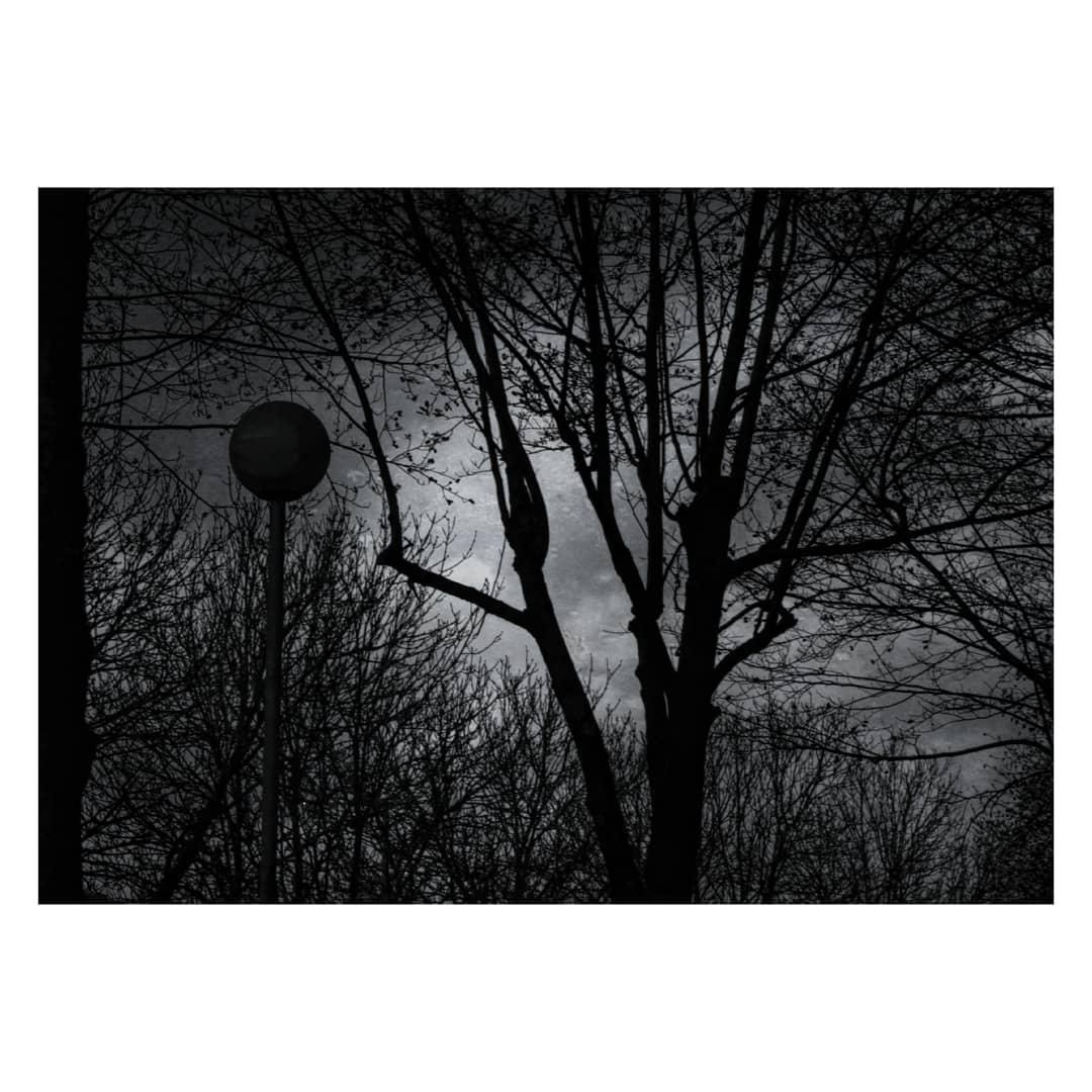 A dark, gloomy tree that's shadowed by the grey sky behind. Giving a drowsy atmosphere.