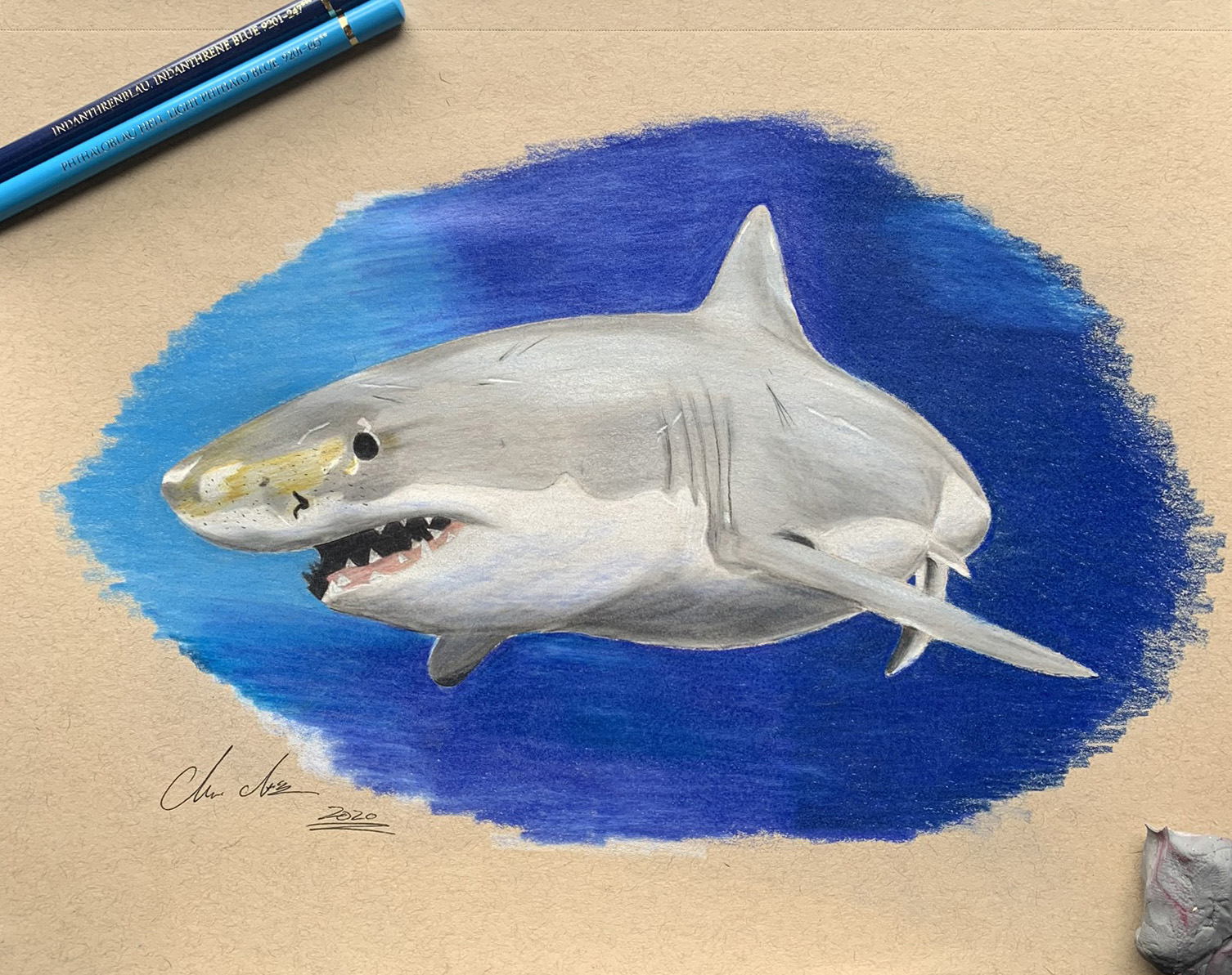 Great White Shark pencil illustration.