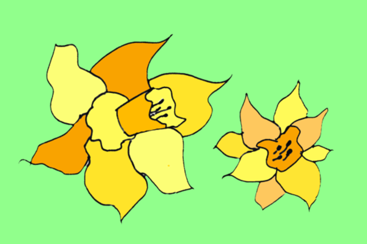 two daffodils in digital drawing