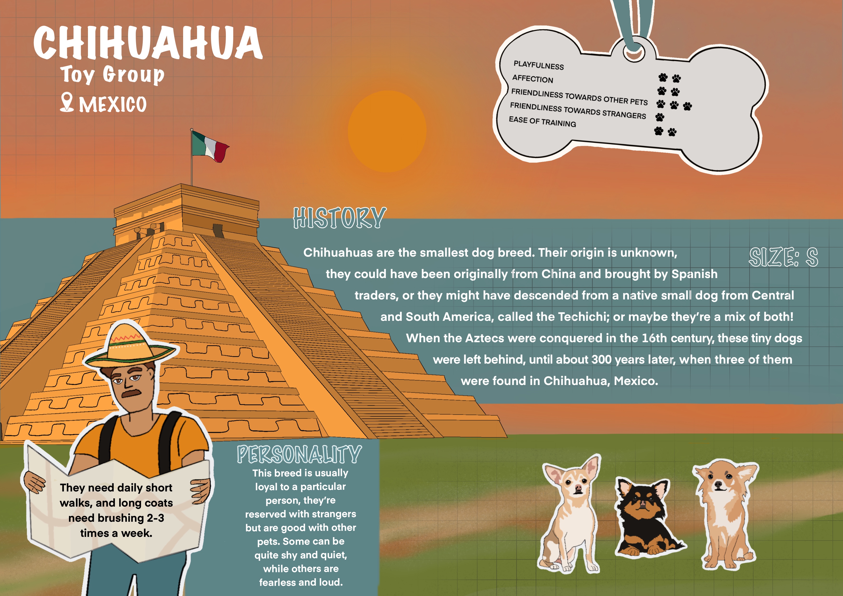 Chihuahua - third page of a book I am working on currently, an A-Z Dog Encyclopaedia 