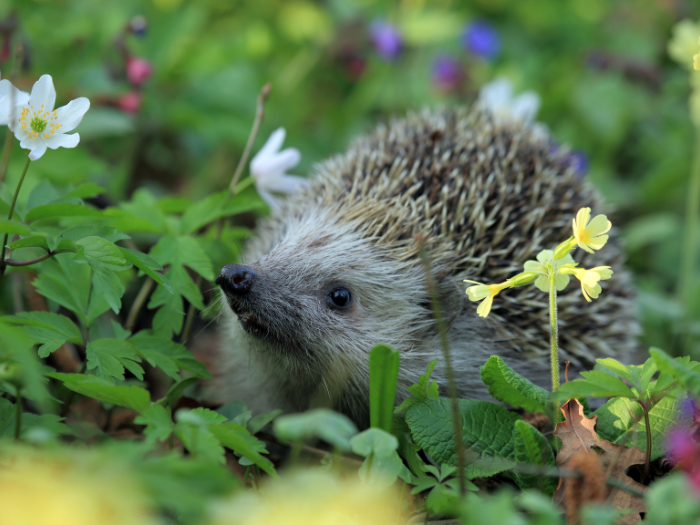 Hedgehog image