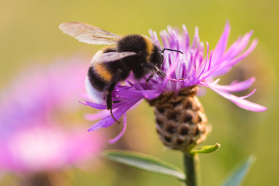 An image of a bumble bee